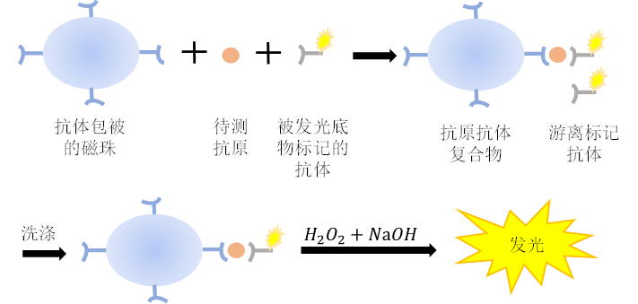 化學發光免疫分析的直接發光
