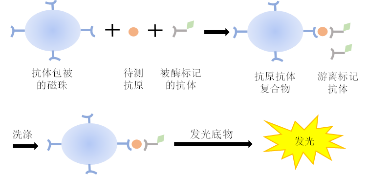 化學發光免疫分析的間接發光