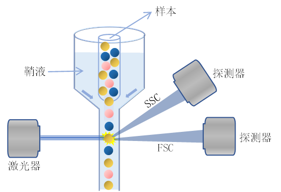 血液細(xì)胞儀采用光散射法檢測(cè)細(xì)胞