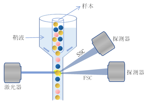 流式細胞儀基于光的散射來檢測細胞